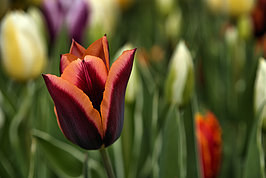 Bernhard Saalfeld - Tulpenpracht 2026 (1v9)